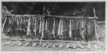 Image: A catch of 54 sharks at Awaroa Bay, Waiheke, Auckland, March 3, 1906