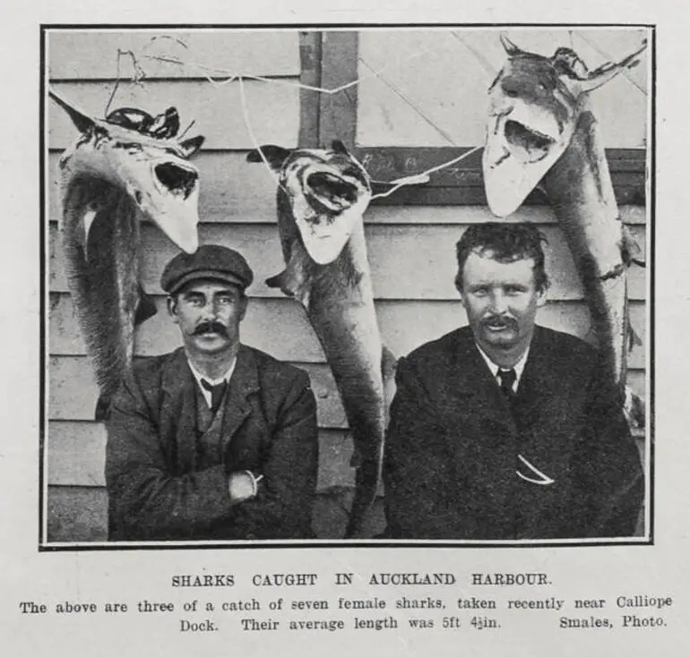 Image: SHARKS CAUGHT IN AUCKLAND HARBOUR