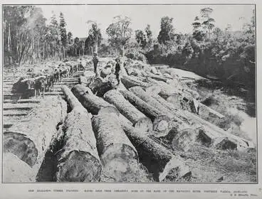Image: NEW ZEALAND'S TIMBER INDUSTRY: KAURI LOGS FROM DREADON'S BUSH ON THE BANK OF THE MANGONUI RIVER, NORTHERN WAIROA, AUCKLAND