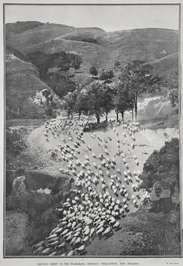 Image: DROVING SHEEP IN THE WAIRARAPA DISTRICT, WELLINGTON, NEW ZEALAND