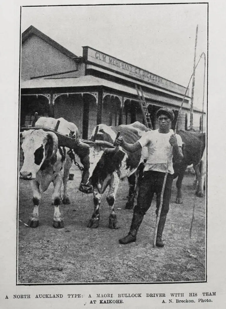 Image: A North Auckland Type