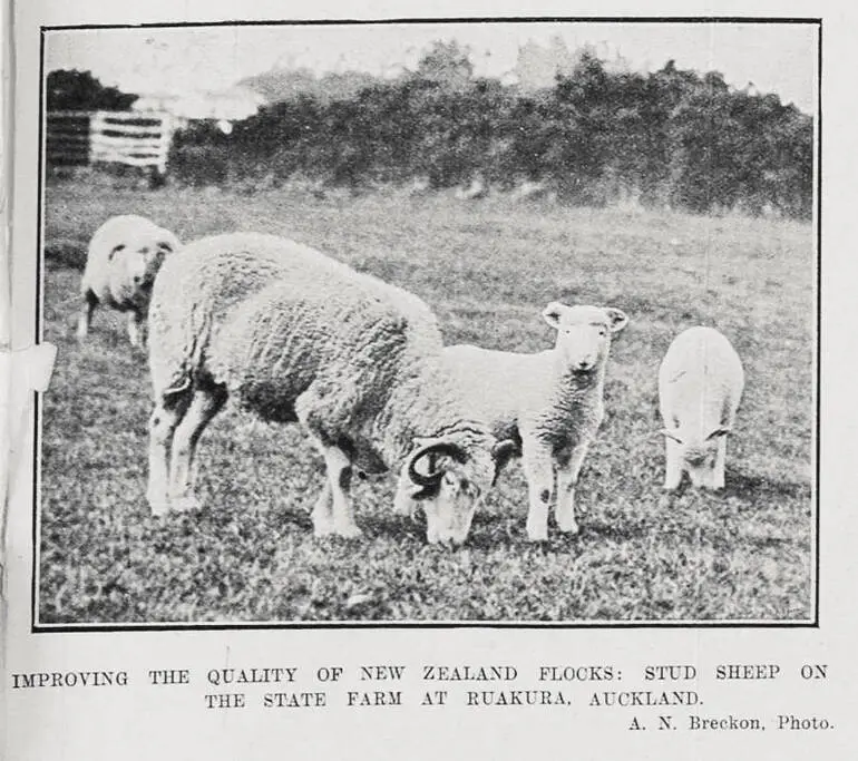 Image: Improving The Quality Of New Zealand Flocks