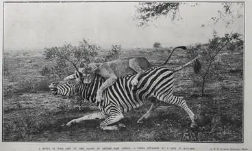 Image: A Study In Wild Life On The Plains Of British East Africa