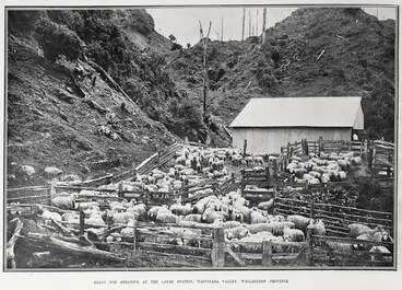 Image: Ready For Shearing At The Lakes Station, Waitotara Valley, Wellington Province