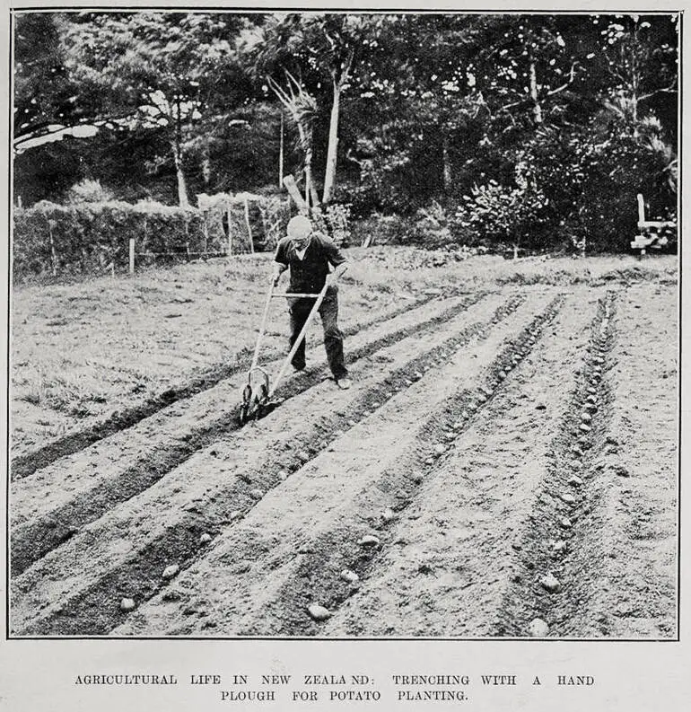 Image: Agricultural Life In New Zealand