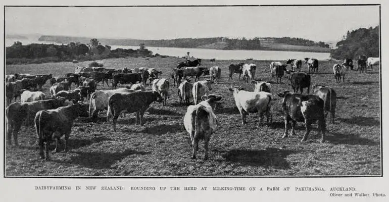 Image: Dairy farming In New Zealand