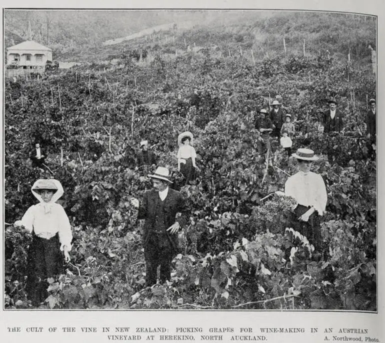 Image: The Cult Of The Vine In New Zealand