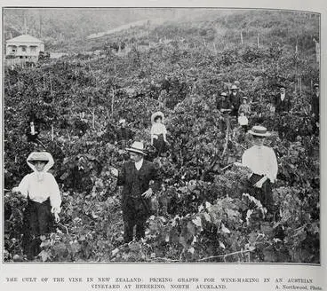 Image: The Cult Of The Vine In New Zealand