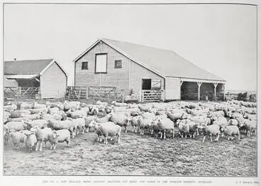 Image: Life On A New Zealand Sheep Station