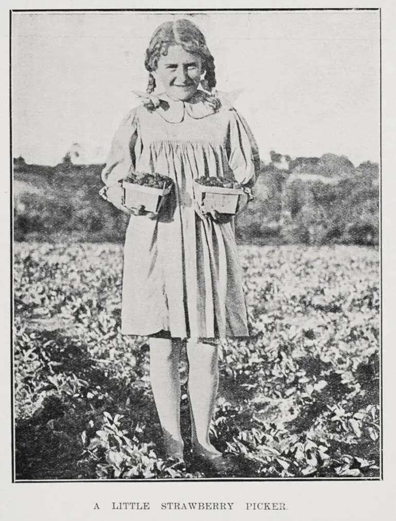 Image: A little strawberry picker