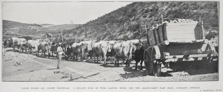 Image: Where horses are almost worthless a bullock team at work carting metal for the Albany-Dairy Flat Road, Auckland district