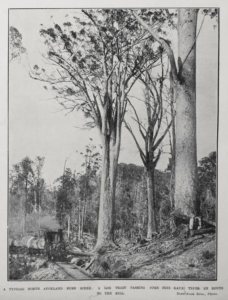 Image: A typical North Auckland bush scene