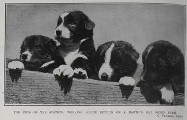 Image: The Pets Of The Station