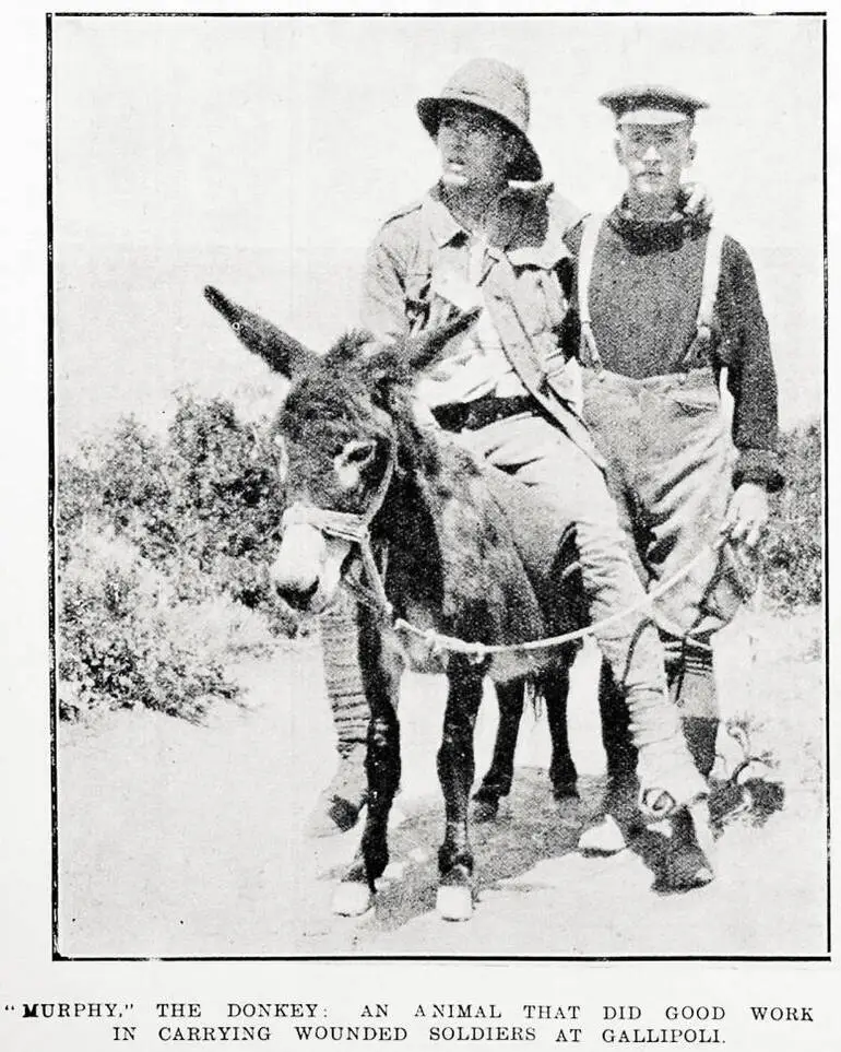 Image: 'Murphy' the donkey: an animal that did good work in carrying wounded soldiers at Gallipoli