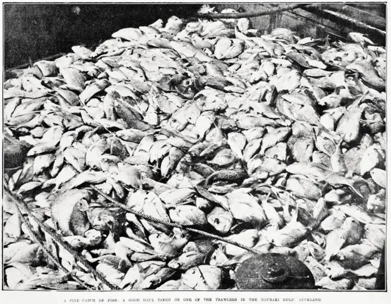 Image: A fine catch of fish: a good haul taken on one of the trawlers in the Hauraki gulf, Auckland