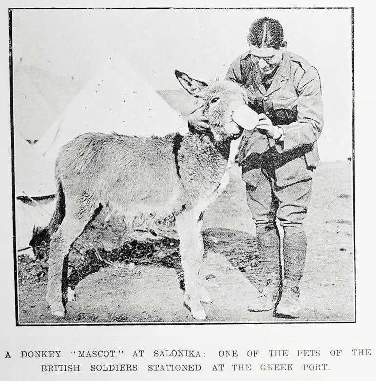 Image: A donkey 'mascot' at Salonika: one of the pets of the British soldiers stationed at the Greek port