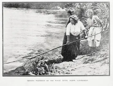 Image: Netting whitebait on the Waiau River, North Canterbury