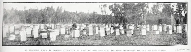 Image: An industry which is proving attractive to many of our returned soldiers: beekeeping on the Hauraki Plains