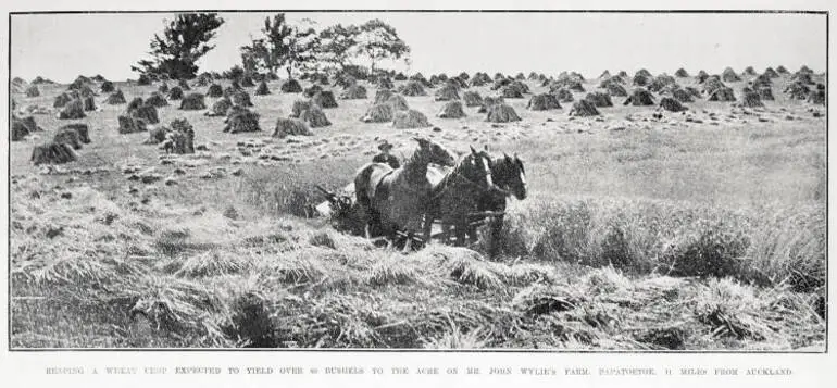Image: Reaping a wheat crop expected to yield over 60 bushels to the acre on Mr John Wylie's farm, Papatoetoe, 11 miles from Auckland