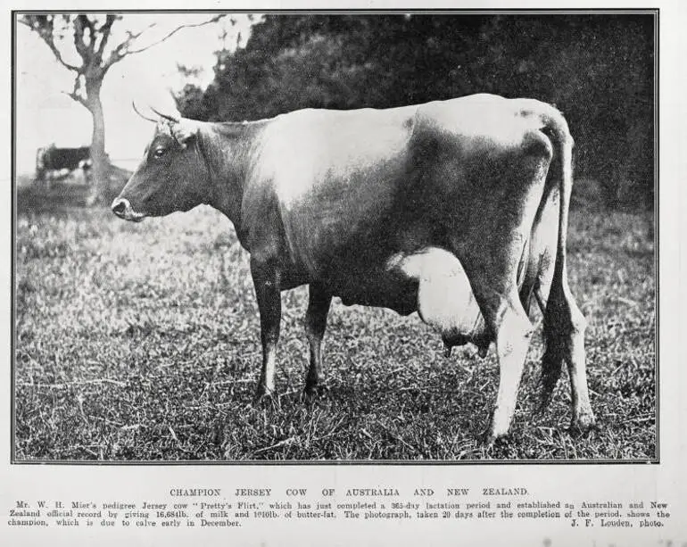 Image: Champion Jersey Cow of Australia And New Zealand