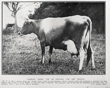 Image: Champion Jersey Cow of Australia And New Zealand