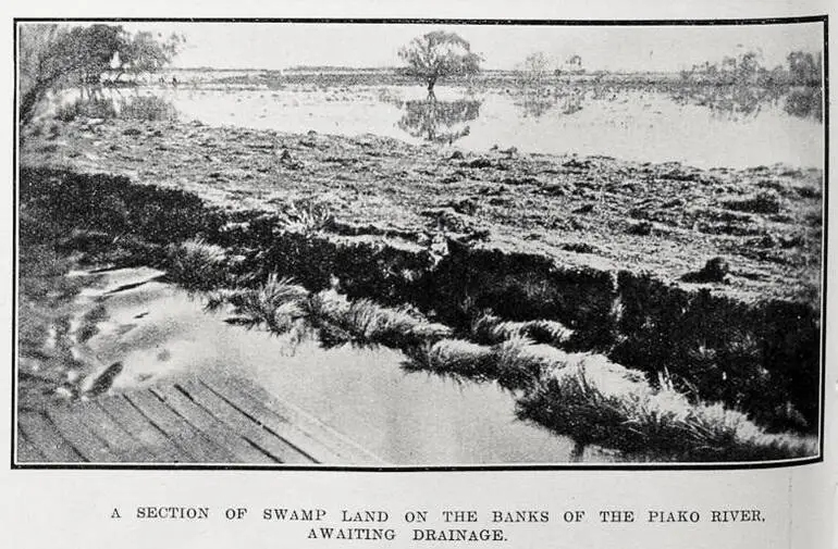 Image: A section of swamp land on the banks of the Piako River awaiting drainage