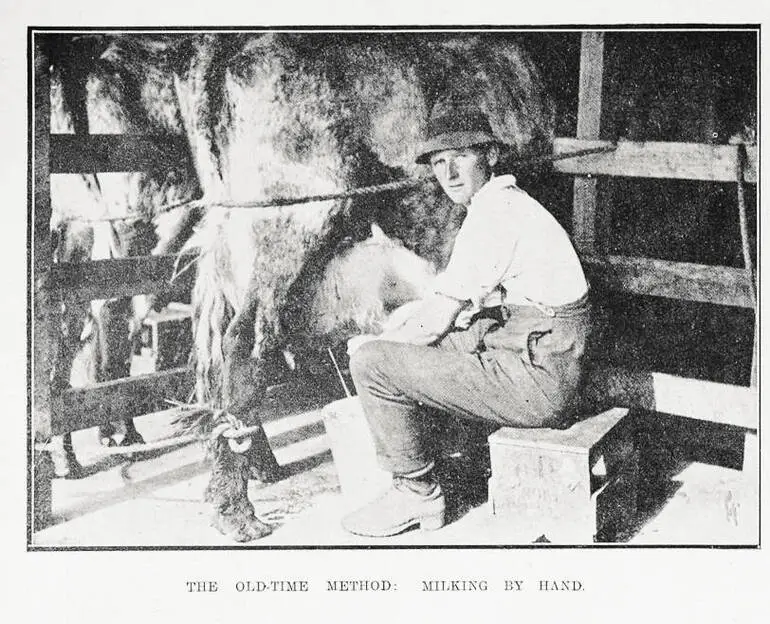 Image: The old-time method: milking by hand