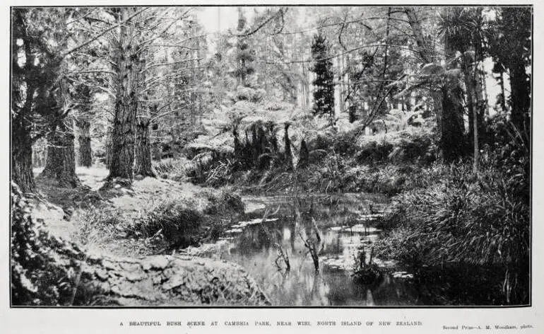 Image: A beautiful bush scene at Cambria Park, near Wiri