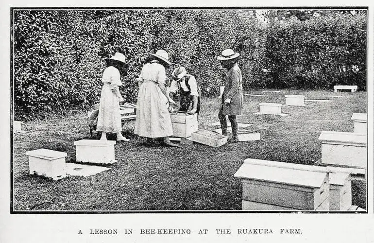 Image: A lesson in bee-keeping at the Ruakura farm