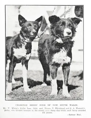 Image: Champion Sheep Dogs of New South Wales