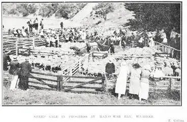 Image: Sheep Sale In Progress At Man-O'-War Bay, Waiheke