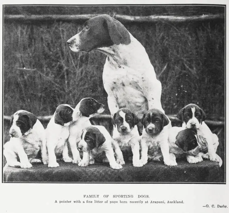 Image: Family of Sporting Dogs