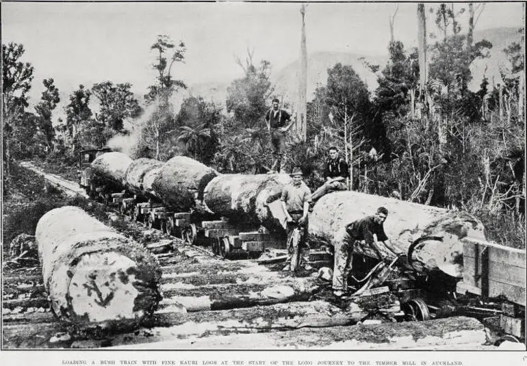 Image: Loading A Bush Train With Fine Kauri Logs at the Start of the Long Journey to the Timber Mill In Auckland