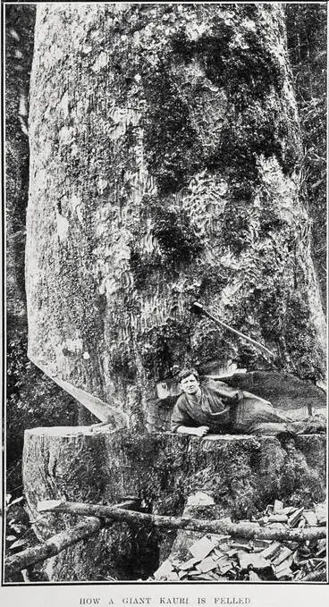 Image: How A Giant Kauri Is Felled