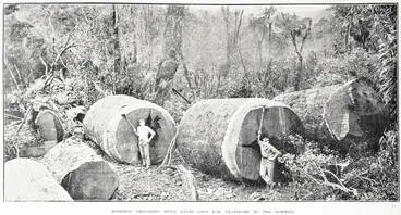 Image: Bushmen Preparing Huge Kauri Logs For Transport to the Sawmill