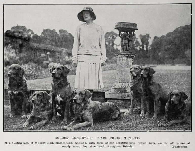 Image: Golden Retrievers Guard Their Mistress