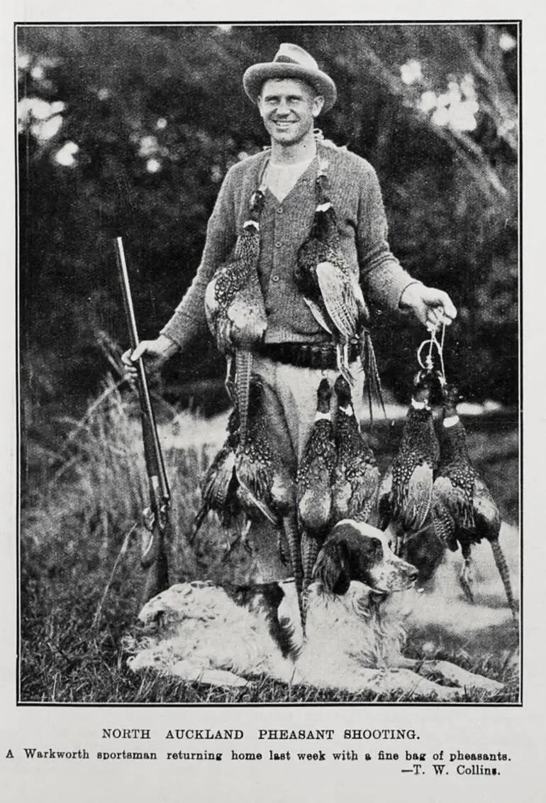 Image: North Auckland Pheasant Shooting