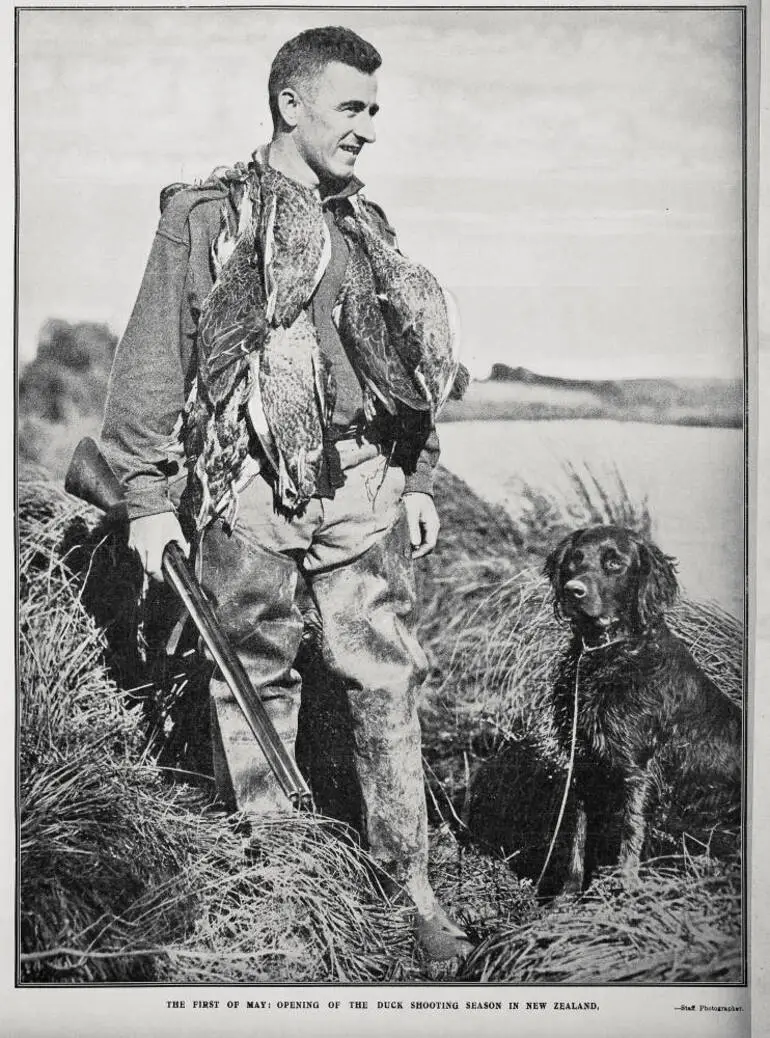 Image: The first of May: opening of the duck shooting season in New Zealand