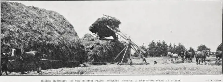 Image: Modern Haymaking on the Hauraki Plans, Auckland District: A Harvesting Scene At Ngatea