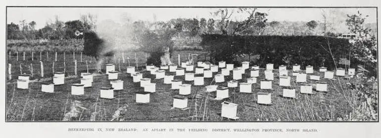 Image: Beekeeping In New Zealand: An Apiary in the Feilding District, Wellington Province, North Island