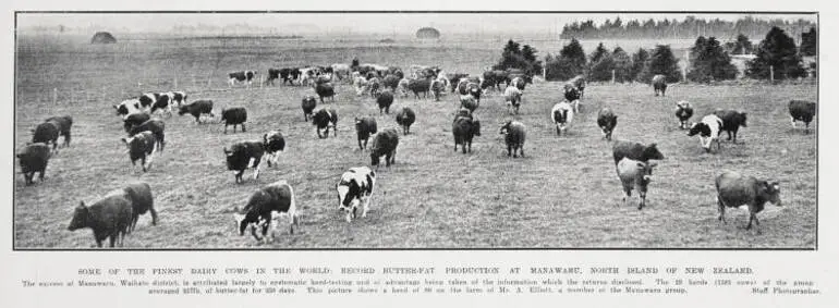 Image: Some of the Finest Dairy Cows in the World: Record Butter-Fat Production At Manawaru, North Island Of New Zealand