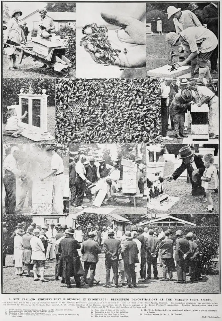 Image: A New Zealand Industry That Is Growing In Importance: Beekeeping Demonstrations at the Waikato State Apiary