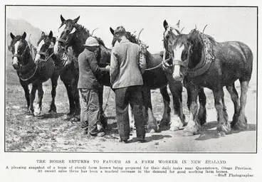 Image: The Horse Returns To Favour As A Farm Worker In New Zealand