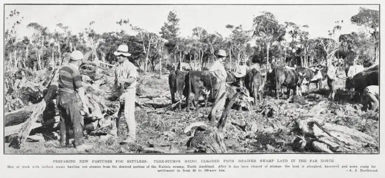 Image: Preparing new pastures for settlers: tree-stumps being cleared from drained swamp land in the far north