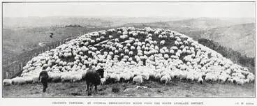 Image: Changing pastures: an unusual sheep-droving scene from the North Auckland district