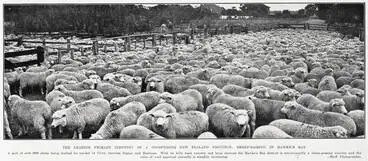 Image: The leading primary industry of a prosperous New Zealand province: sheep-raising in Hawke's Bay