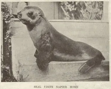 Image: Seal Visits Napier Home