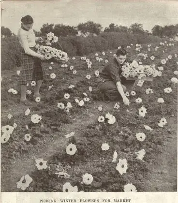 Image: Picking winter flowers for market