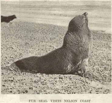 Image: Fur seal visits Nelson coast