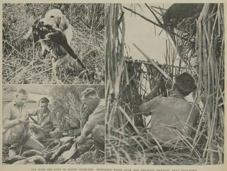 Image: Out with the guns in North Auckland: sportsmen enjoy duck and pheasant shooting near Wellsford
